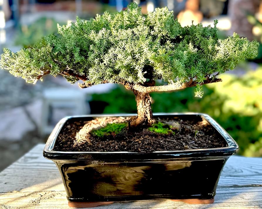 盆栽 杜松 懸崖 小品盆栽 整理大量的枝葉，杜松半懸崖小品盆栽！ Needle Juniper pruning